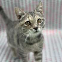 Thumbnail photo of Violet #3