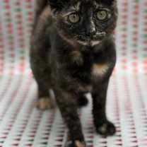 Thumbnail photo of Shelby #1