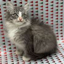 Thumbnail photo of Nutmeg #1