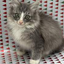 Thumbnail photo of Nutmeg #2