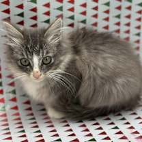 Thumbnail photo of Nutmeg #3