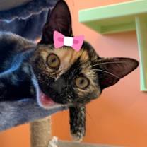 Thumbnail photo of Tansy #4