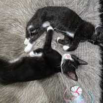 Thumbnail photo of Berlioz #1