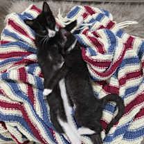 Thumbnail photo of Berlioz #2