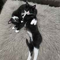 Thumbnail photo of Berlioz #3