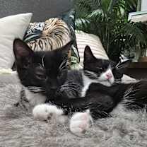 Thumbnail photo of Berlioz #4