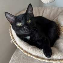 Thumbnail photo of Blueberry #1