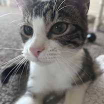 Thumbnail photo of Freddie #3