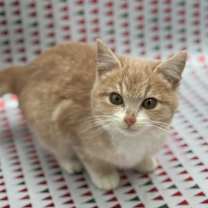 Thumbnail photo of Cinnamon #2