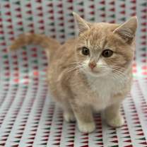 Thumbnail photo of Cinnamon #3