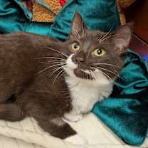 Thumbnail photo of Saffron #4