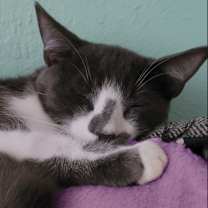 Thumbnail photo of Burt #3