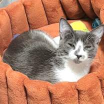 Thumbnail photo of Burt #4