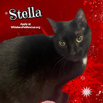 Thumbnail photo of STELLA #1