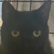 Thumbnail photo of STELLA #3