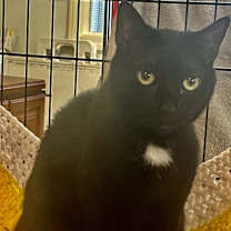 Thumbnail photo of STELLA #4