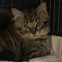 Thumbnail photo of Peace #1