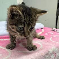 Thumbnail photo of Peace #2