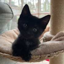 Thumbnail photo of Icicle #2