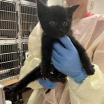 Thumbnail photo of Icicle #3