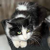 Thumbnail photo of Hazel #4