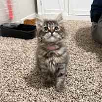 Thumbnail photo of Vixen #1