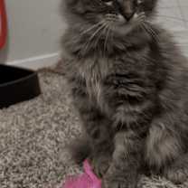 Thumbnail photo of Vixen #2