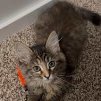 Thumbnail photo of Cupid #1