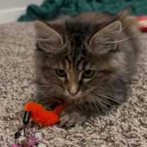 Thumbnail photo of Cupid #2