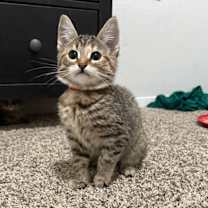 Thumbnail photo of Prancer #2