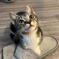 Thumbnail photo of Padma #2