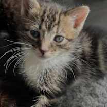 Thumbnail photo of Padma #3