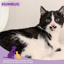 Thumbnail photo of Humbug #1