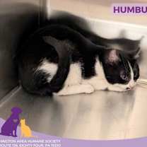 Thumbnail photo of Humbug #2