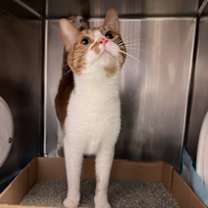 Thumbnail photo of Mango #2