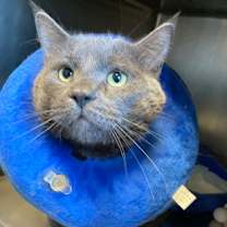 Thumbnail photo of Rasputin #2