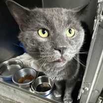 Thumbnail photo of Rasputin #3