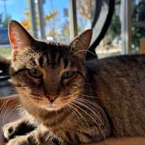 Thumbnail photo of CJ  (Cat Cafe) #2