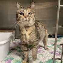 Thumbnail photo of Aurora #1