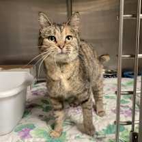 Thumbnail photo of Aurora #3