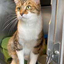 Thumbnail photo of Tiki (Petco) #2