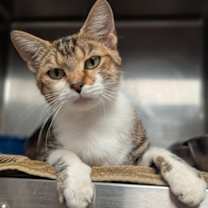 Thumbnail photo of Tiki (Petco) #3