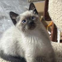 Thumbnail photo of Polarbear #1