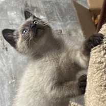 Thumbnail photo of Polarbear #2