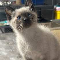 Thumbnail photo of Polarbear #4