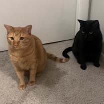 Thumbnail photo of Binx and Cinnamoroll Bonded #1