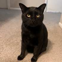 Thumbnail photo of Binx and Cinnamoroll Bonded #2