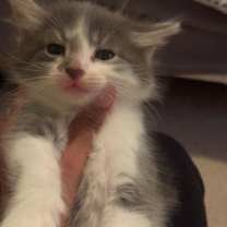 Thumbnail photo of Versuvio (adopt with a sibling) #2