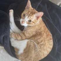 Thumbnail photo of Oliver #1