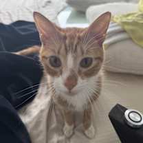 Thumbnail photo of Oliver #2